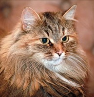 ������� ������