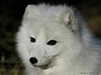 polarfox