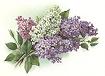 Lilas