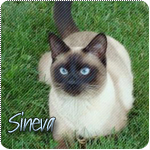 Sineva