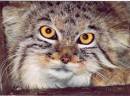 Manul