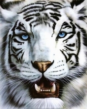 Snow tigress