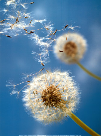 Dandelion