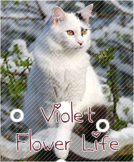 Violet Flower Life