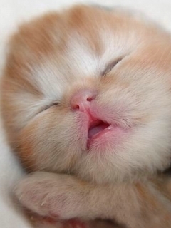 ����������� �������