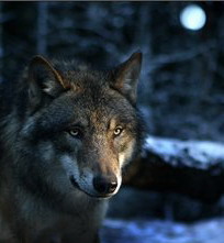 ...::♥�����♥::...