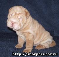 sharpei