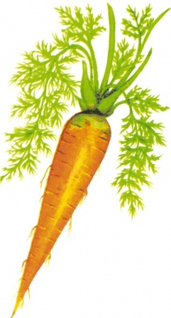 Carrot