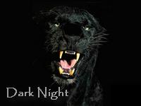 Dark Night