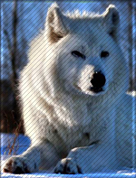 ������ ����