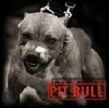 PitBull