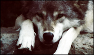 winsent;