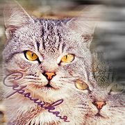 ���������