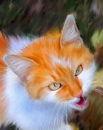 ����������