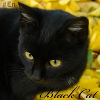 Black cat