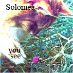 'Solomea