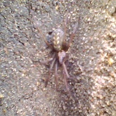 spider