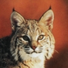 lynxlander