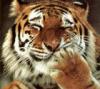 Tigress