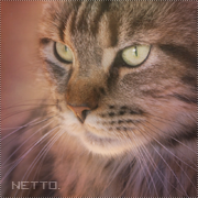 Netto