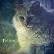 Toboe