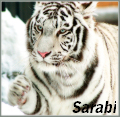 Sarabi