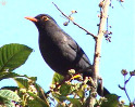 Blackbird