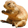 BitKing