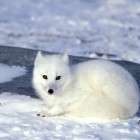 arcticfox