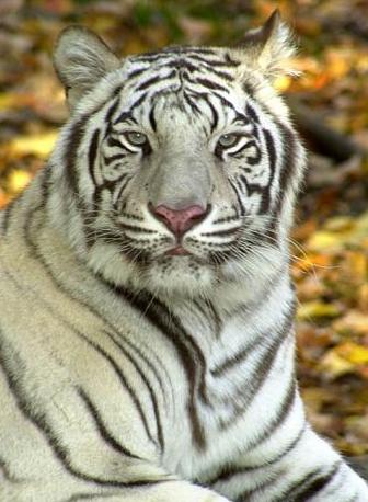 White tiger