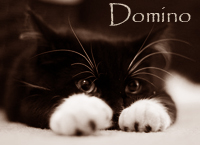 Domino