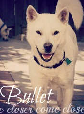 Bullet