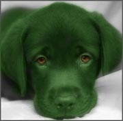 Green Dog