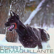 esprit démaquillante