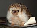 Angry_Hedgehog