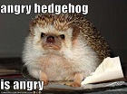 AngryHedgehog