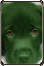 GreenDog