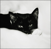 Zorro