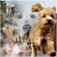 ������ "N"