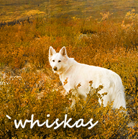 `whiskas