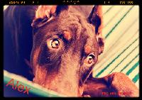 Alex