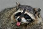 Racoon