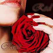 Red Rose