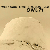 owl