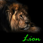 Lion357