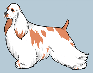 Spaniel