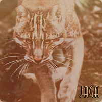 Jaga