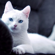 White Cat