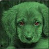 Green Dog