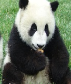 panda